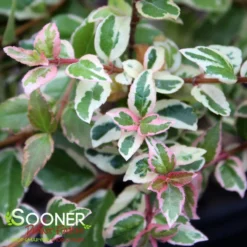 MARDI GRAS ABELIA -Plant Urea Sales DETA3 897