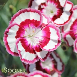 RASPBERRY SWIRL DIANTHUS -Plant Urea Sales DETA4 1178
