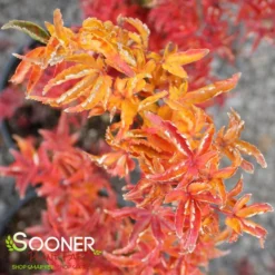 LION'S HEAD UPRIGHT JAPANESE MAPLE -Plant Urea Sales DETA4 1199