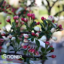 SARGENT TINA CRABAPPLE -Plant Urea Sales DETA4 1303