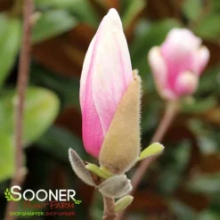 SAUCER MAGNOLIA -Plant Urea Sales DETA4 1304