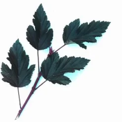 SUMMER WINE® NINEBARK -Plant Urea Sales DETA4 149