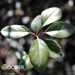 WARREN'S RED POSSUMHAW HOLLY -Plant Urea Sales DETA4 1598