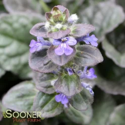 CATLIN'S GIANT AJUGA 6 CATLIN'S GIANT AJUGA -Plant Urea Sales DETA4 1723