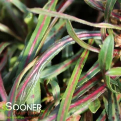 SISKIYOU PINK WAND FLOWER