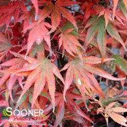 SHAINA DWARF UPRIGHT JAPANESE MAPLE -Plant Urea Sales DETA4 1874