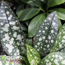 TREVI FOUNTAIN LUNGWORT -Plant Urea Sales DETA4 1927