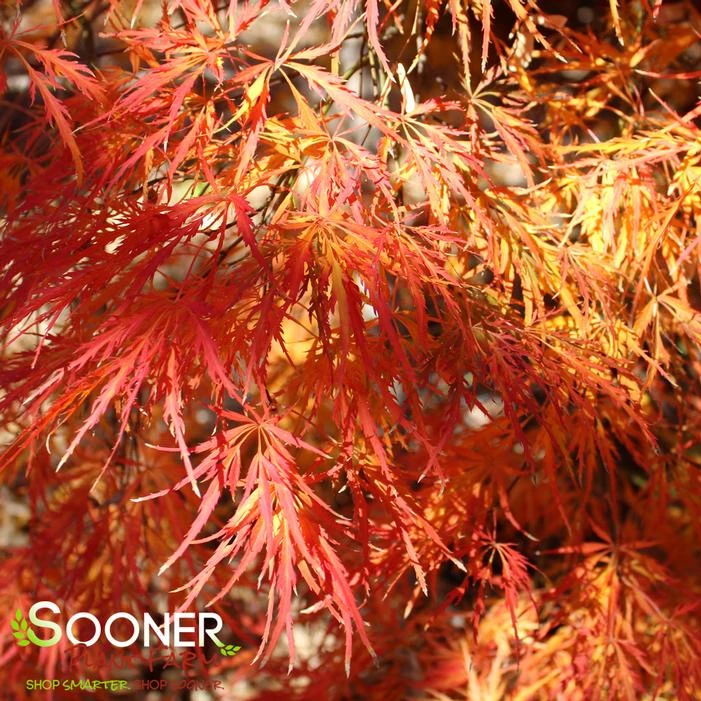 GREEN LACE WEEPING JAPANESE MAPLE 1 GREEN LACE WEEPING JAPANESE MAPLE