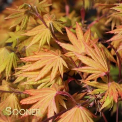 AUTUMN MOON UPRIGHT JAPANESE MAPLE -Plant Urea Sales DETA4 2092