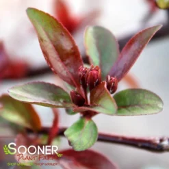 PRAIRIFIRE CRABAPPLE -Plant Urea Sales DETA4 23