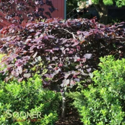 RUBY FALLS WEEPING REDBUD 11 RUBY FALLS WEEPING REDBUD -Plant Urea Sales DETA4 2311