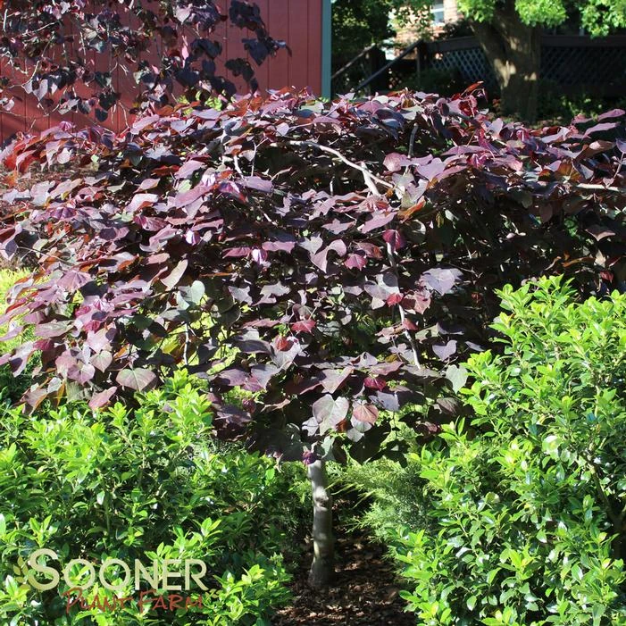 RUBY FALLS WEEPING REDBUD 6 RUBY FALLS WEEPING REDBUD - Image 6