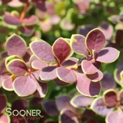 SUNJOY® TANGELO BARBERRY -Plant Urea Sales DETA4 2569