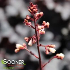 CAJUN FIRE CORAL BELLS -Plant Urea Sales DETA4 2613