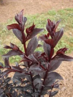 MIDNIGHT MAGIC™ CRAPEMYRTLE -Plant Urea Sales DETA4 2671