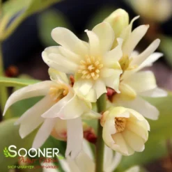 PURPLE GLAZE™ ILLICIUM -Plant Urea Sales DETA4 3290