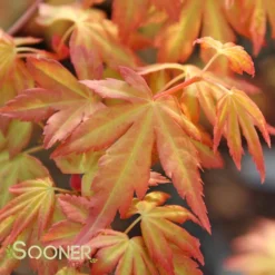 ORANGE DREAM UPRIGHT JAPANESE MAPLE -Plant Urea Sales DETA4 3415
