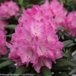 DANDY MAN® PINK RHODODENDRON -Plant Urea Sales DETA4 3446