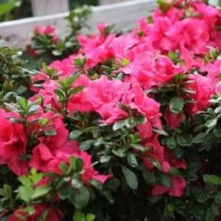 BLOOM-A-THON® HOT PINK AZALEA -Plant Urea Sales DETA4 3448
