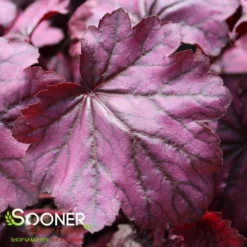 PRIMO® WILD ROSE CORAL BELLS -Plant Urea Sales DETA4 3638