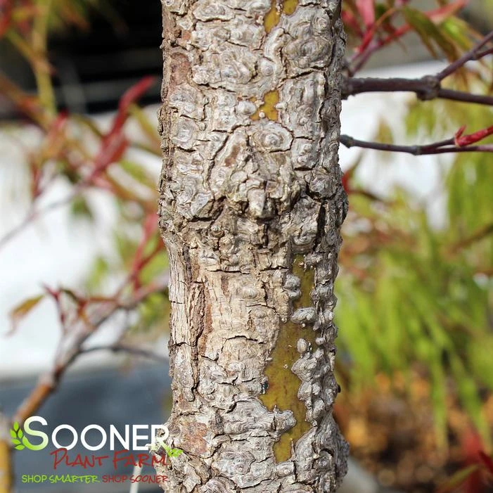 ARA KAWA UPRIGHT JAPANESE MAPLE 3 ARA KAWA UPRIGHT JAPANESE MAPLE - Image 3