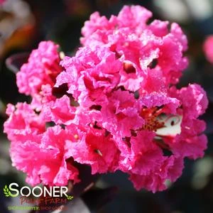 DOUBLE DYNAMITE® CRAPEMYRTLE 3 DOUBLE DYNAMITE® CRAPEMYRTLE - Image 3