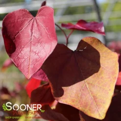 FLAME THROWER® REDBUD -Plant Urea Sales DETA4 4074