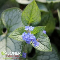 QUEEN OF HEARTS BRUNNERA -Plant Urea Sales DETA4 4100