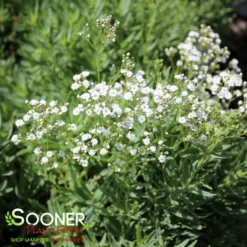 FESTIVAL STAR® BABY'S BREATH 7 FESTIVAL STAR® BABY'S BREATH -Plant Urea Sales DETA4 4112