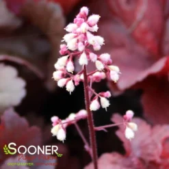 PRIMO® MAHOGANY MONSTER CORAL BELLS 6 PRIMO® MAHOGANY MONSTER CORAL BELLS -Plant Urea Sales DETA4 4125