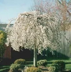 SNOW FOUNTAIN WEEPING FLOWERING CHERRY -Plant Urea Sales DETA4 433