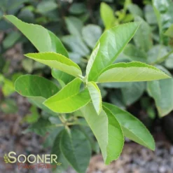 REGENT SERVICEBERRY -Plant Urea Sales DETA4 4357