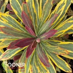 ASCOT RAINBOW EUPHORBIA -Plant Urea Sales DETA4 4375