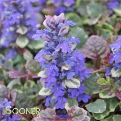 BURGUNDY GLOW AJUGA -Plant Urea Sales DETA4 447