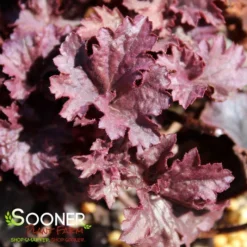 GRAPE TIMELESS CORAL BELLS 6 GRAPE TIMELESS CORAL BELLS -Plant Urea Sales DETA4 4593