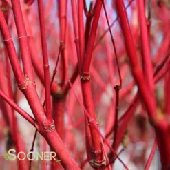 New Release -Plant Urea Sales DETA4 47