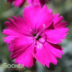 NEON STAR DIANTHUS -Plant Urea Sales DETA4 496