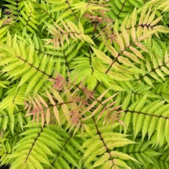 CHERRY ON TOP™ SORBARIA -Plant Urea Sales DETA4 5197