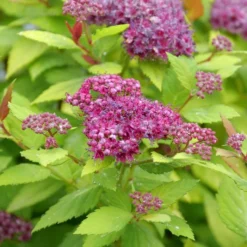 DOUBLE PLAY® DOLLY™ SPIRAEA -Plant Urea Sales DETA4 5303