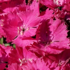 VIVID™ BRIGHT LIGHT DIANTHUS 7 VIVID™ BRIGHT LIGHT DIANTHUS -Plant Urea Sales DETA4 5410