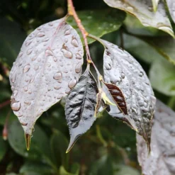 NIGHTFALL® WEEPING JAPANESE SNOWBELL -Plant Urea Sales DETA4 5476