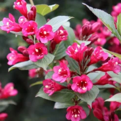 SONIC BLOOM® PUNCH™ WEIGELA 7 SONIC BLOOM® PUNCH™ WEIGELA -Plant Urea Sales DETA4 5751