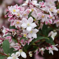 YUKI KABUKI™ DEUTZIA -Plant Urea Sales DETA4 5762