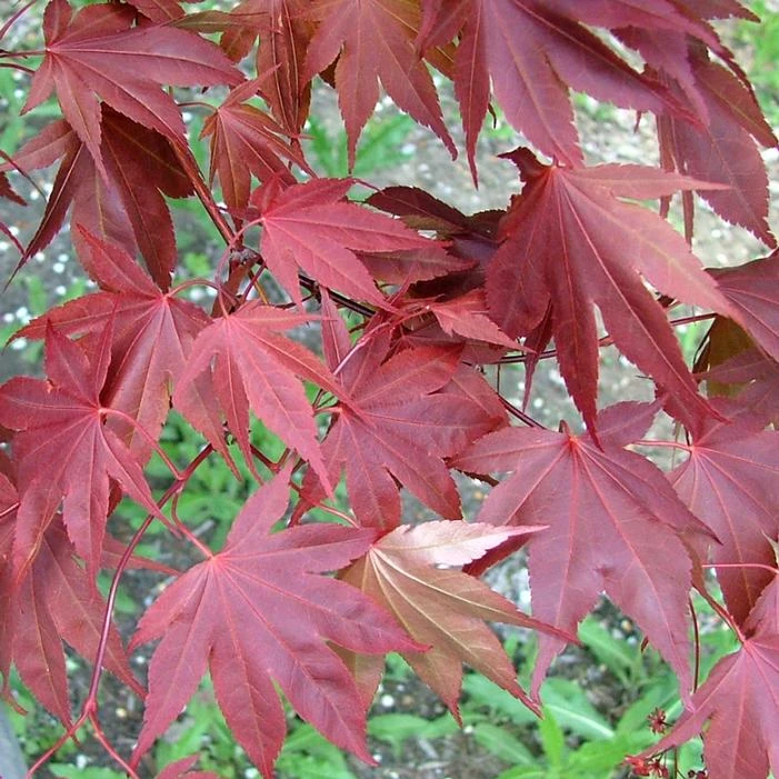 SAMURAI SWORD™ UPRIGHT JAPANESE MAPLE 2 SAMURAI SWORD™ UPRIGHT JAPANESE MAPLE - Image 2