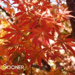 OMURA YAMA UPRIGHT JAPANESE MAPLE -Plant Urea Sales DETA4 709