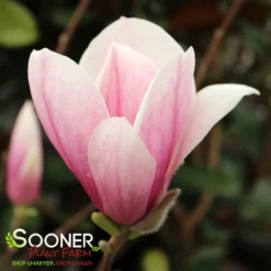 SAUCER MAGNOLIA -Plant Urea Sales DETA5 1304