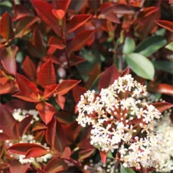 FIREBALL RED™ PHOTINIA 6 FIREBALL RED™ PHOTINIA -Plant Urea Sales DETA5 1341