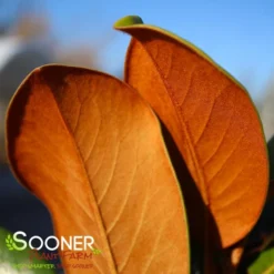 TEDDY BEAR® MAGNOLIA 8 TEDDY BEAR® MAGNOLIA -Plant Urea Sales DETA5 144