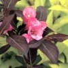 WINE & ROSES® WEIGELA