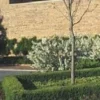 CHICAGOLAND GREEN® BOXWOOD